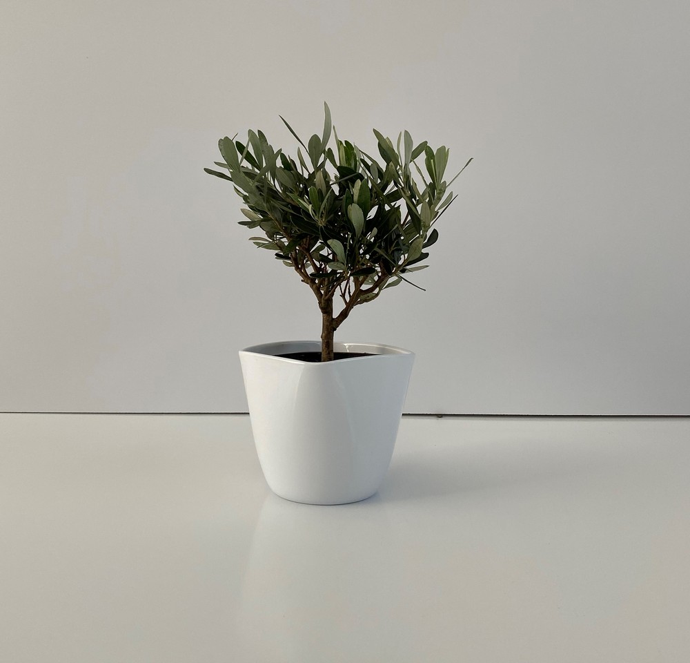 BONSAI ULIVO_VASO 14_CERAMICA_3